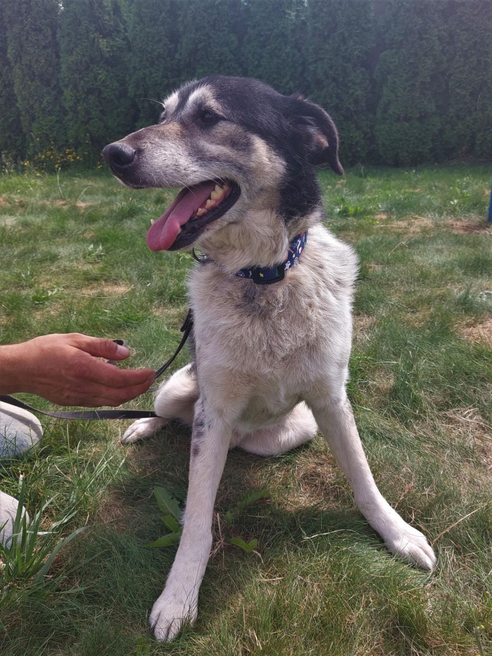 Gapcio – samiec – nr czipa: 616093900713185