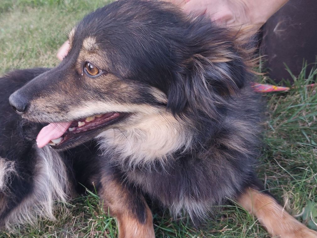 Mirek – samiec – nr czipa 616093901420807