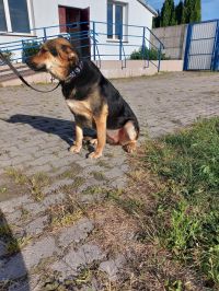 Leona - samica - nr czipa 616093901420650