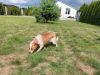 Maja - samica - nr czipa 616093901416824